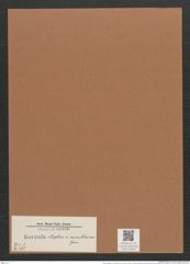 Navicula elliptica v. minutissima Grun. (de-Toni-Nr.: Genus 1, Species 298) Zeichnungen Sammlung Grunow Mappe 00247 (Herbarium_W_Grunow_drawings_Folder_00247)
